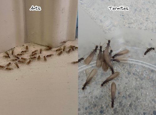 Figure 2: Termite and ant swarmers.