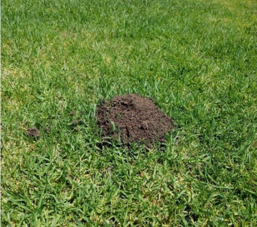 Figure 2: A Red imported fire ant mound on a lawn. Credit: Siavash Taravati, UCIPM