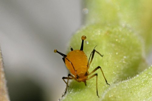 Figure 1: Fluid droplets on aphid