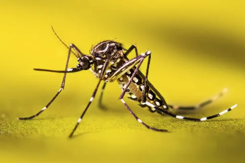 Figure 1: Freshly emerged adult yellow fever mosquito (Aedes aegypti)
