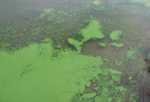 Figure 1: Algal bloom by Dr. Jennifer L. Graham