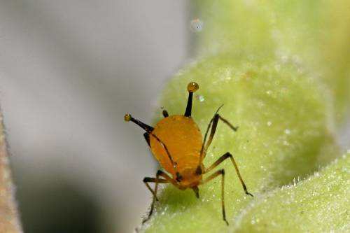 Figure 1: Fluid droplets on aphid's cornicles. Image credit: Sanjay Acharya