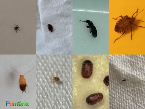 Figure 1: Bed bug and other similar looking insects