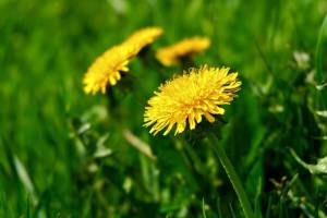 Figure 1: Dandelion weed.